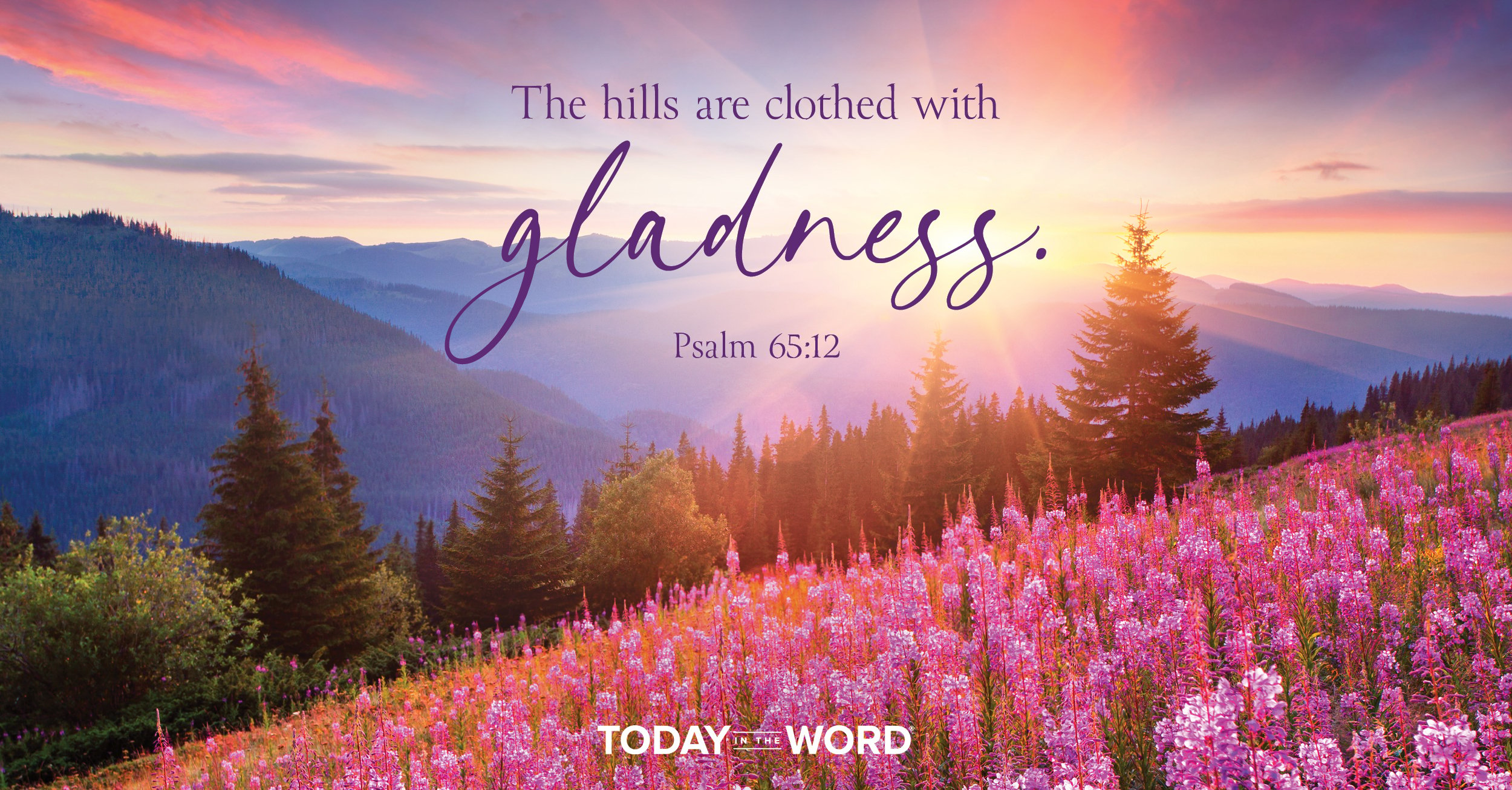 Today's daily devotional Bible verse: Psalm 65:12 The hills are clothed with gladness. | pink flowered covered hills in the mountains.