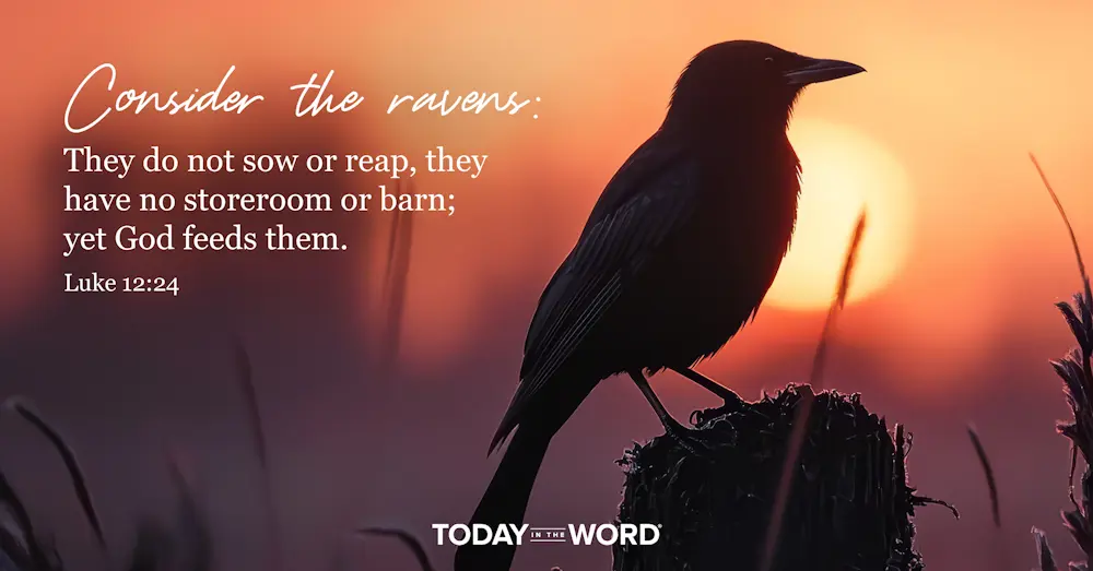 Today's daily devotional Bible verse: Luke 12:24 Consider the ravens: They do not sow or reap, they have no storeroom or barn; yet God feeds them. | A raven at sunset